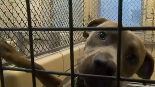 Shelters packed ahead of holidays: How to adopt or foster a pet