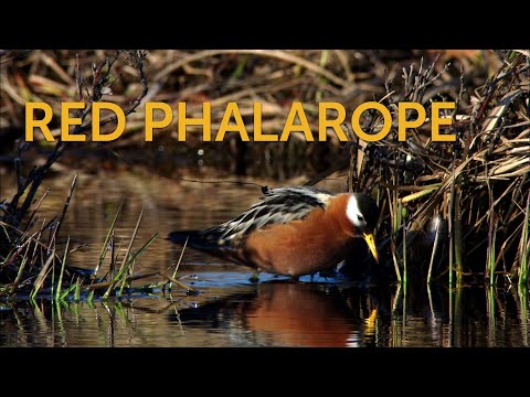 Red Phalarope: Role-swapper