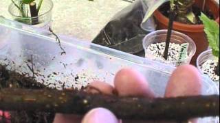 How to grow a fig tree from a cutting part 2