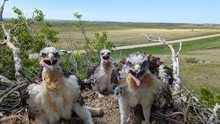 Home for Hawks: A Guide to Installing Ferruginous Hawk Nesting Platforms