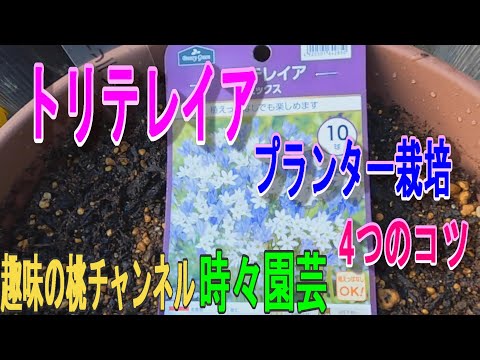 園芸 ブローディアエア