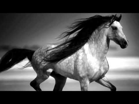 Mono Putnik - Wild And Free