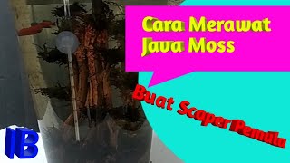 Download lagu Cara Merawat Java Moss Aquascape Pemula       #aquascapepemula #javamoss #aquqscapemurah mp3