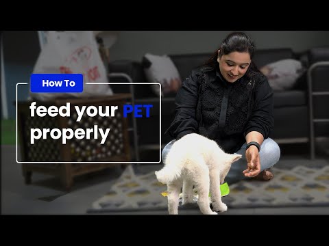 Ultimate Guide: How to Feed Your New Puppy for Optimal Health!