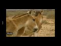 Safari Scrapbook Donkey