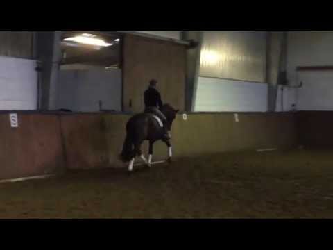 4jährige Stute von Fineliner - Don Bosco