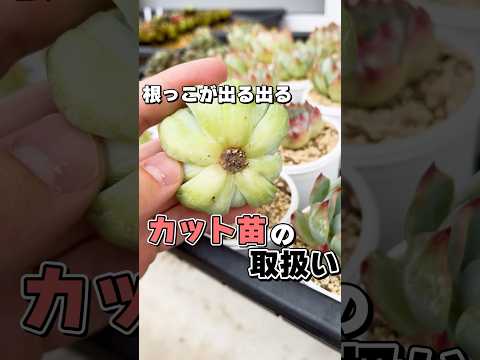  4月下旬の霜から植物を守るにはどうすればよいですか？若い植物を保存するための効果的な方法  庭園