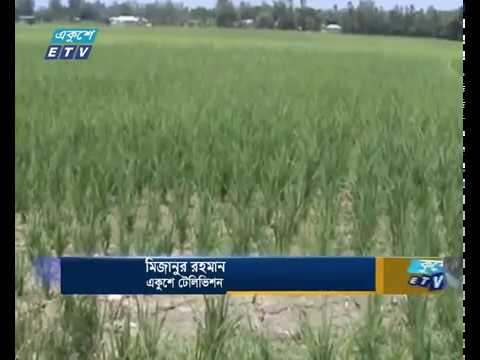 রংপুরে বৃষ্টি নেই, শুকিয়ে যাচ্ছে ধানক্ষেত