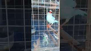 Download lagu suara burung ekek Keling gacorr mp3