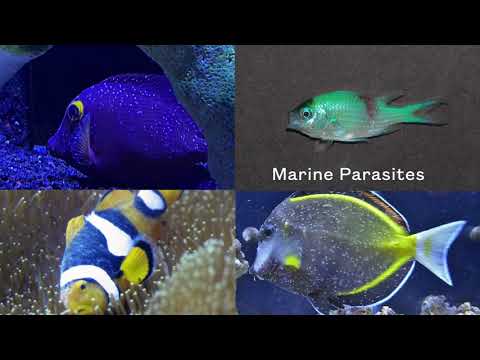 Saltwater Aquarium Fish Parasites