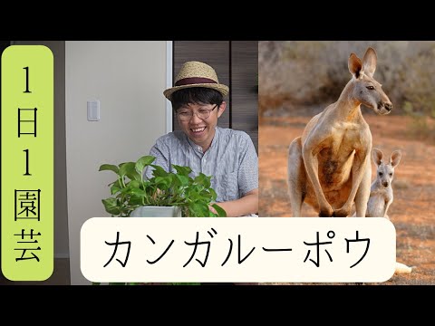 園芸 カンガルーポー、独創的で非常に装飾的な植物
