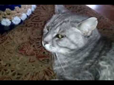 My Chinna Cat hates to be interrupted during her naps.