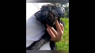 המשודך המתוסבך - עז (המשודך המתוסבך) - התמונה מוצגת ישירות מתוך אתר האינטרנט יוטיוב. זכויות היוצרים בתמונה שייכות ליוצרה. קישור קרדיט למקור התוכן נמצא בתוך דף הסרטון