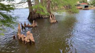 Jigging Trees (Live) with Billy