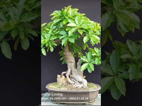 Lộc vừng bonsai