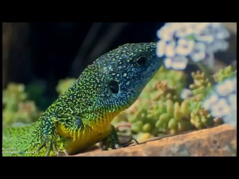 Green Lizards on The One Show (2014)