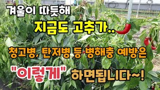 고추청고병 탄저병등 각종 병해충 예방은 "이렇게" 하면 농사가 쉬워집니다 올겨울은 따듯해 고추나무에 고추가 …
