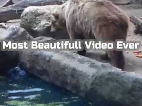 Animals vs Human(Beyond the concepts and illusions)