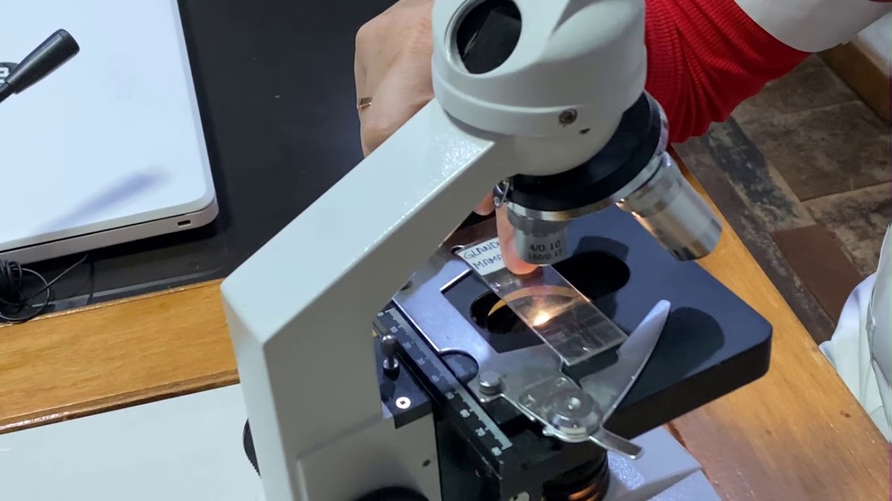 Partes y uso del microscopio óptico (Clase dada por la Prof. Blancalia Merlo)