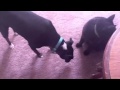 Cat Grooms Dog Then Bites Ear Yelp