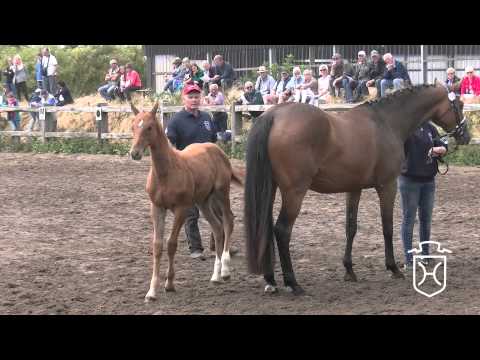 NF111 Hengstfohlen von Uriko   Corrado I   Heraldik xx Apple Geräte HD Höchste Qualität