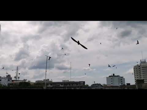 เสียงเรียกนกนางแอ่นภายนอกNO.31ขับด้วยลำโพงเรียกนอกSwallowSoundSHD-290สนใจติดต่อโทร 0836533198