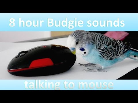 8 hours Budgie sounds - Talking to mouse