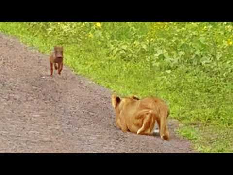 Baby Warthog Does the World's Best Side Step Past Lions
