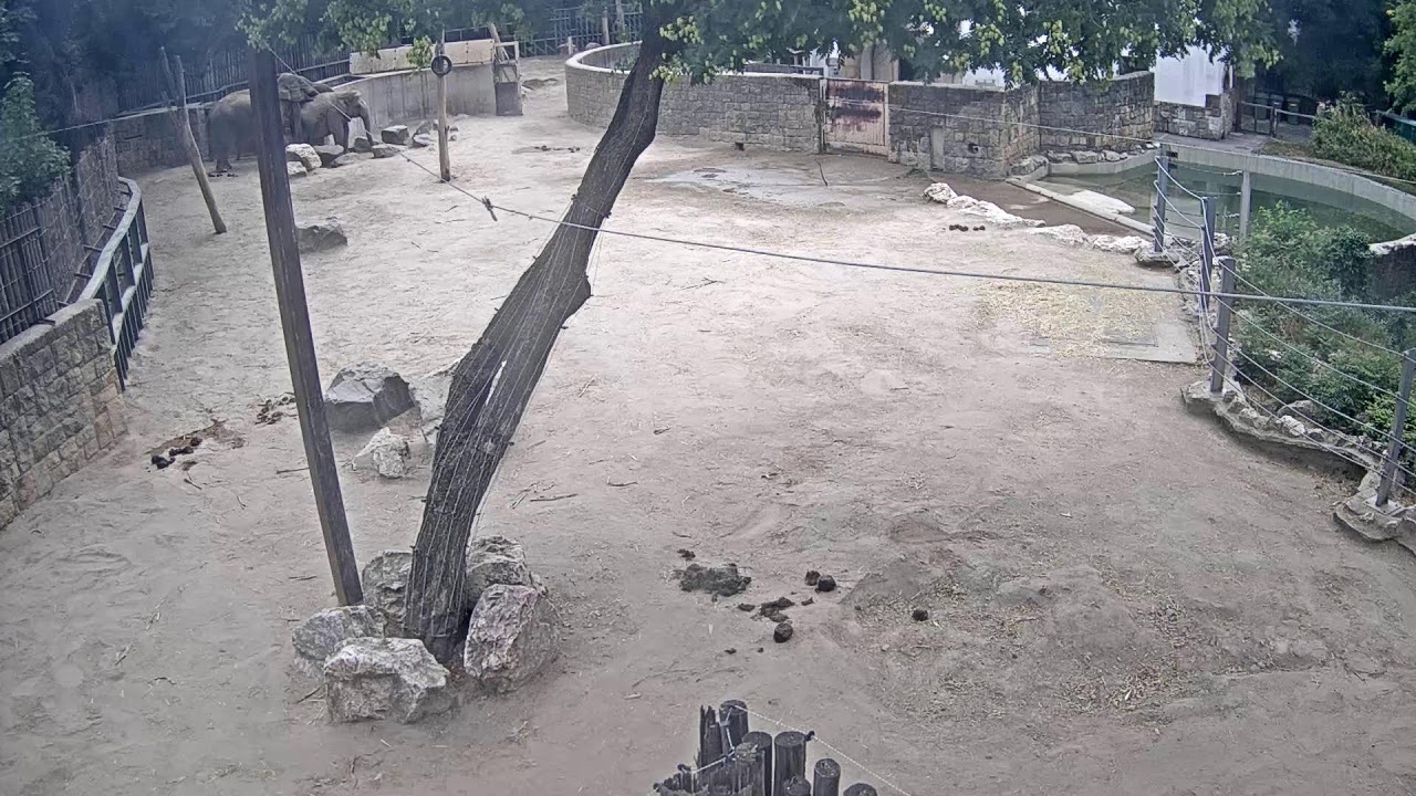 Live webcam view of Elephants at the Zoo