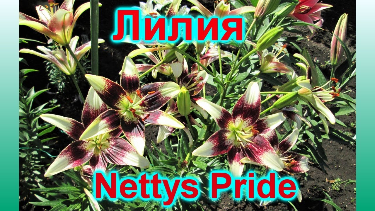 Лилия Неттис Прайд