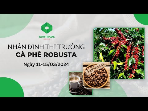 Nhận Định Thị Trường - Cà phê Robusta (Ngày 11-15/03/2024)