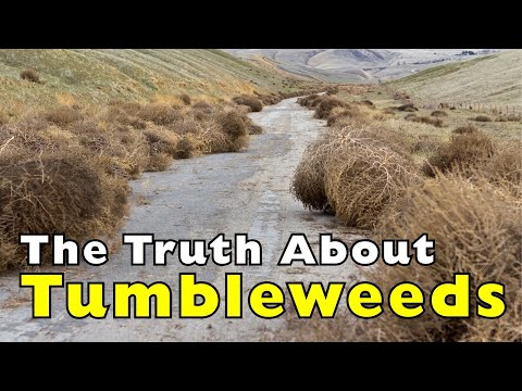 Tumbleweeds Are “Illegal Aliens” In America