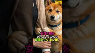 🐕女性の腕をぎゅっとつかんだ保護犬の切実な願い 😊🍀 #ペット #ドラマ #寒の戻り