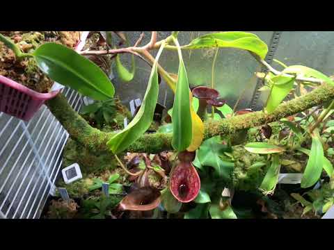 Highland Nepenthes Grow Chamber Tour