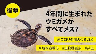 【衝撃！】４年間に生まれたウミガメがすべてメス？！