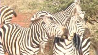 preview picture of video 'Land Safari Kenya - Landsafari Kenia'