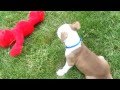 Pit Bull Attacking Elmo