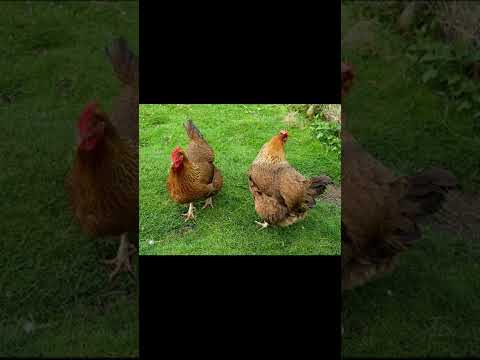 , title : 'Beautiful hen breed #facts #Foxtrot info#shorts'