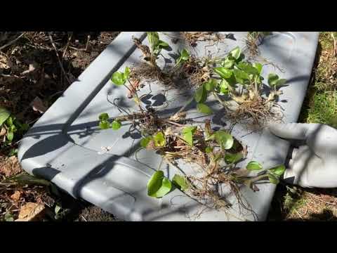 Dividing European wild ginger, Asarum europaeum, in spring