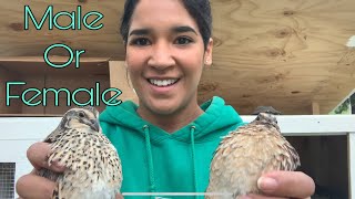 Quail- How to tell male or female- How to feather 