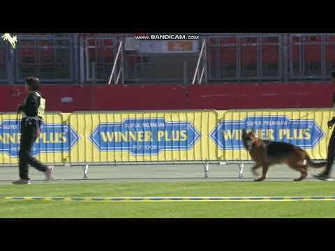 N 008 Xander von Tronje - Nachkommengruppen BSZS-2023