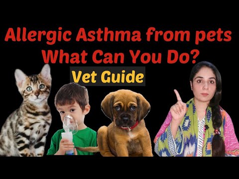 Allergic Asthma from Cats: What Can You Do?/ Can cat cause Asthma attack in peoples / Dr.hira saeed