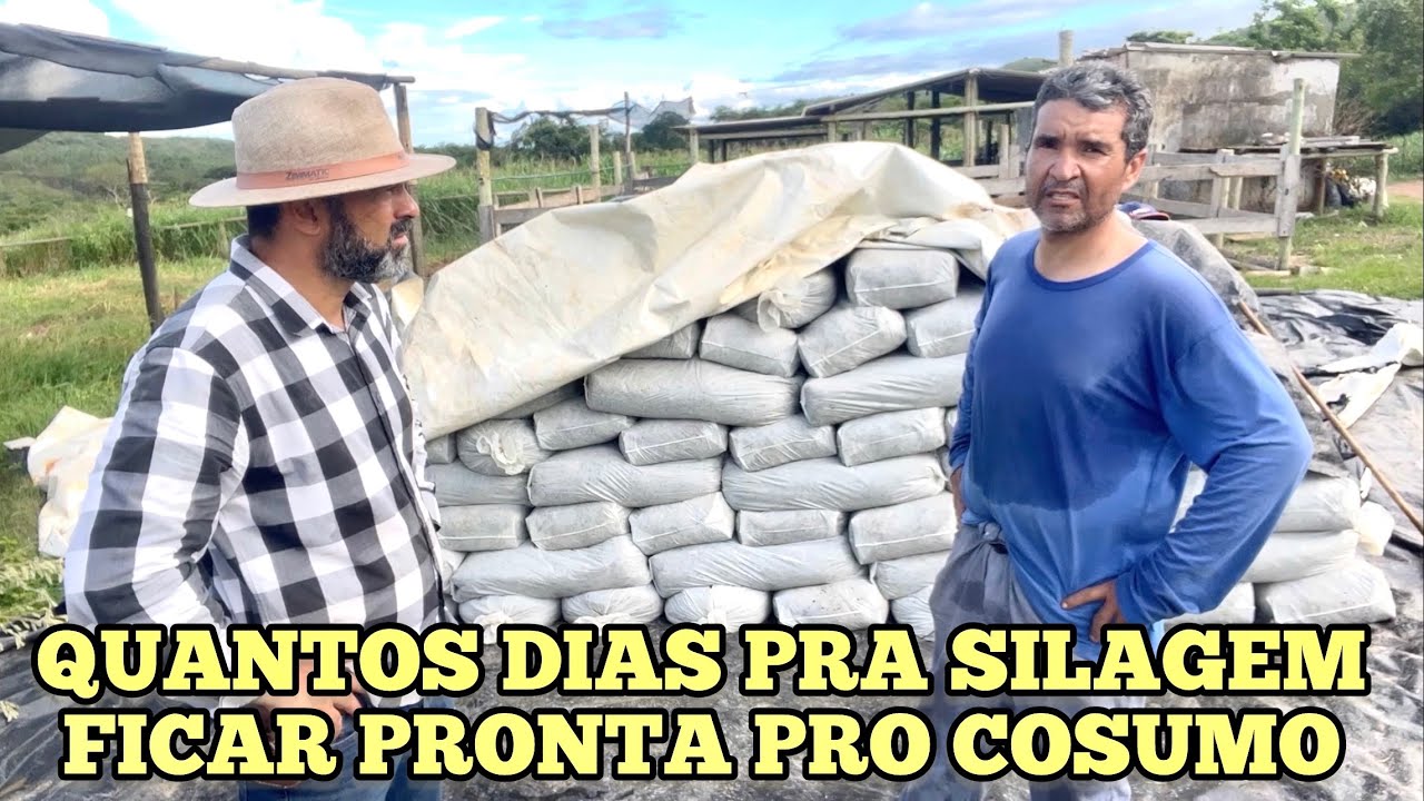 QUANTO TEMPO DEMORA PARA FERMENTAR A SILAGEM