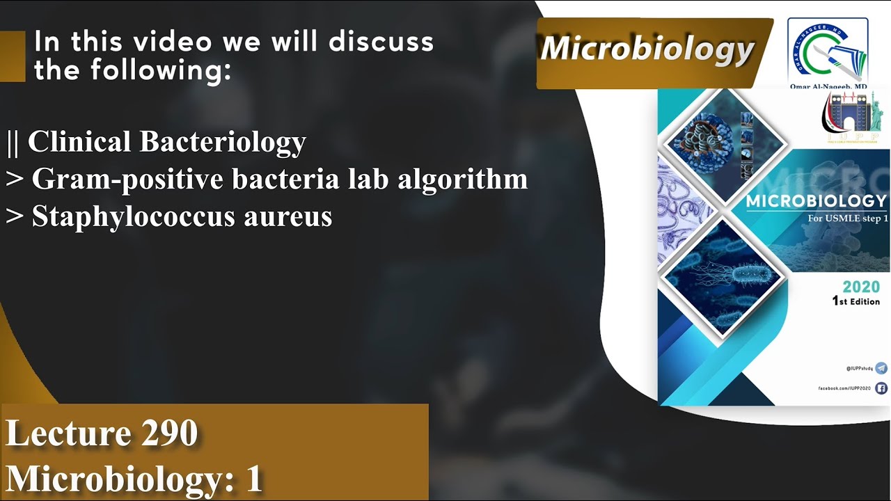 Clinical Bacteriology | Gram-positive bacteria lab algorithm | Staphylococcus aureus