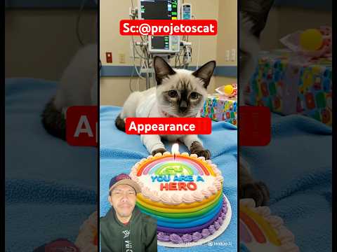 Appearance‼️#animalintelligence #aiandcats #aicats #cats #catvideos #catshorts