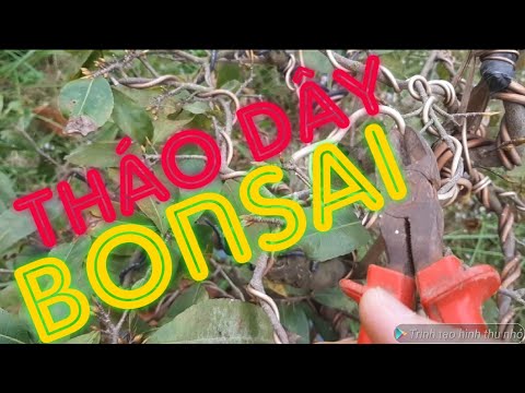 Mai vàng Bonsai | cách tháo dây nhôm cho cây bonsai. Đơn giản & hiệu quả nhất ???