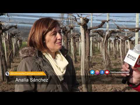 , title : 'Analía Sánchez, empresa familiar productora de uvas de mesa Red Globe'