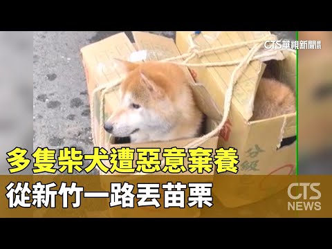多隻柴犬遭惡意棄養　從新竹一路丟苗栗