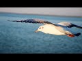 Herring Gull Calling And Flying