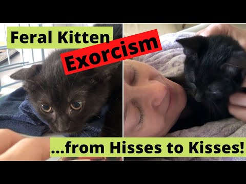 How I Tamed a Feral Kitten - Step by Step!